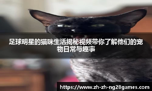 足球明星的猫咪生活揭秘视频带你了解他们的宠物日常与趣事